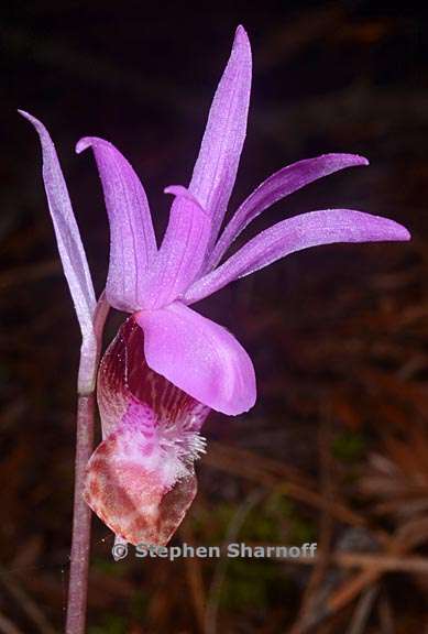 calypso bulbosa 4 graphic